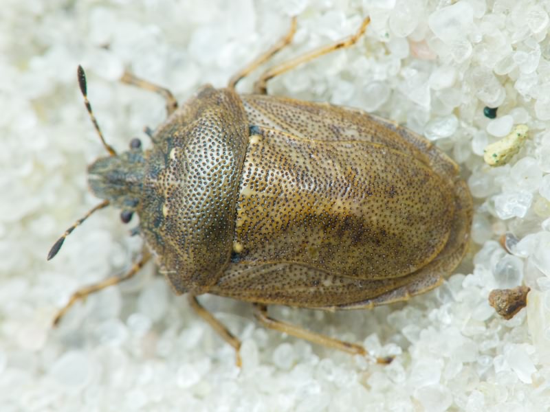 Podops (Opocrates) rectidens Horváth, 1883